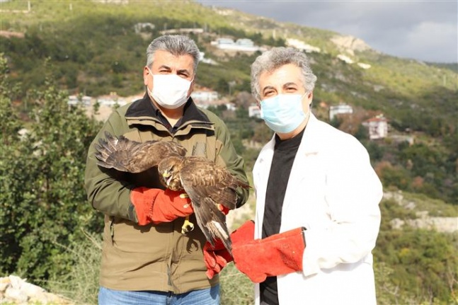 Alanya'da yaralı şahin tedavi edilip doğaya bırakıldı