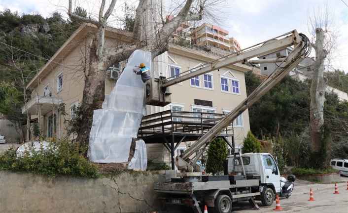Alanya Belediyesi doğa mirası ağaçlara sahip çıkıyor