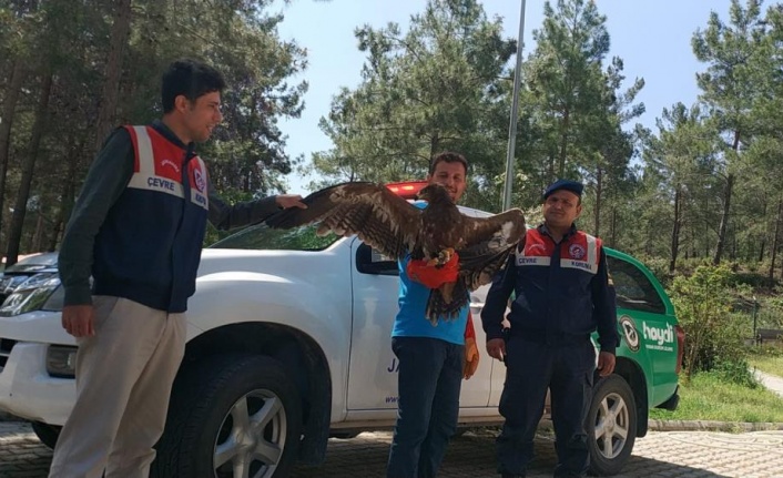 Alanya'da uçamayan kartala yardım eli