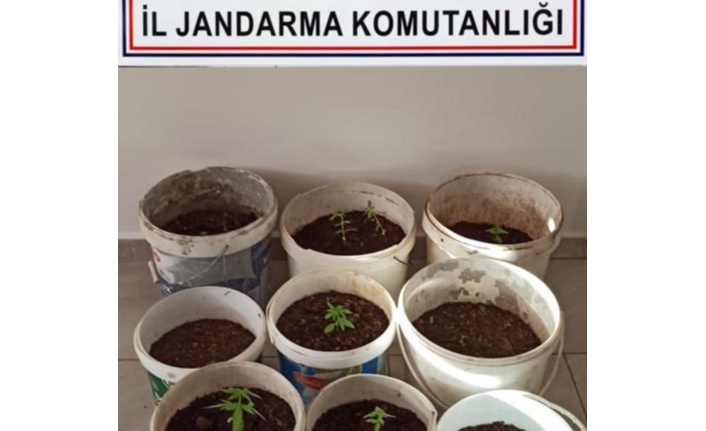 Alanya’da jandarmadan kenevir operasyonu