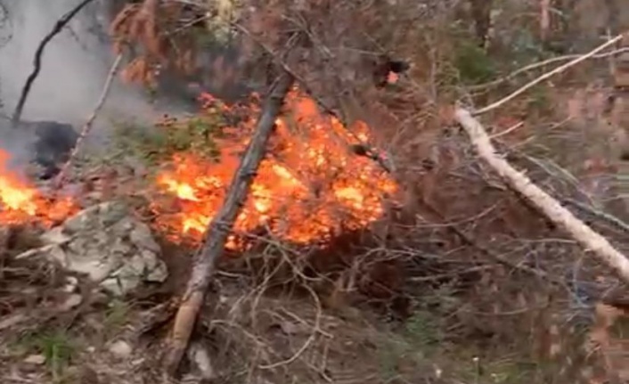 Alanya’da orman yangını! 5 dönümlük alan zarar gördü
