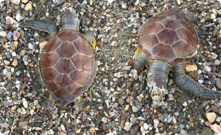 Alanya’da caretta caretta ölüsü kıyıya vurdu