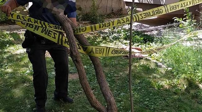 Alanya’da zeytin ağacından düşen adam öldü