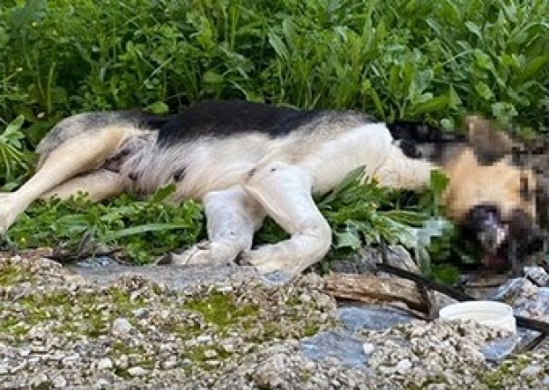 Alanya’da köpekleri zehirleyip öldürdüler