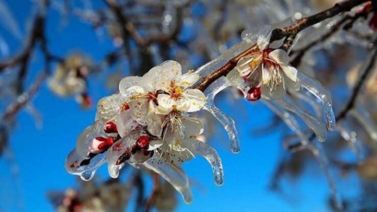 Alanya Ziraat Odası’ndan don uyarısı