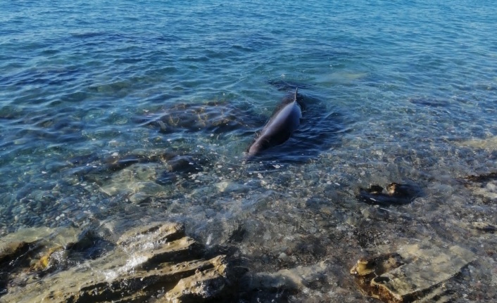 Alanya’da kıyıya vuran yunus, ekipler tarafından kurtarıldı