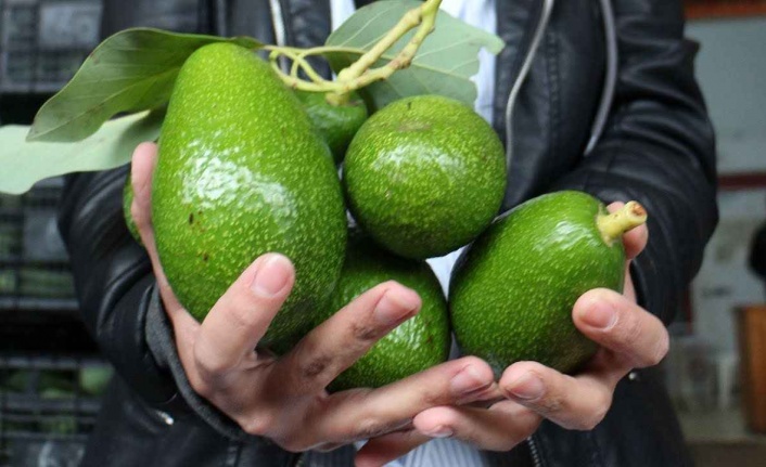 Alanya’da avokado ve kablo hırsızı serbest kaldı!