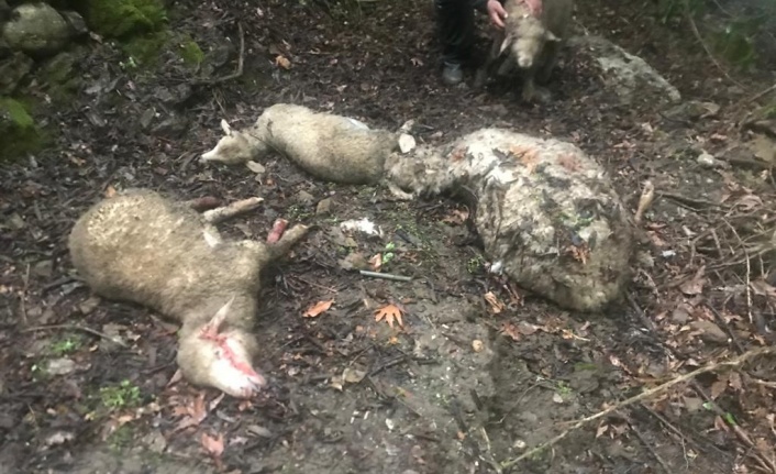 Gazipaşa’da ağıla giren kurtlar 40 koyunu telef etti