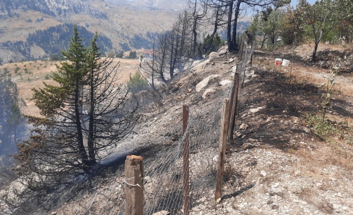 Alanya'da ağaçlık alanda çıkan yangın söndürüldü