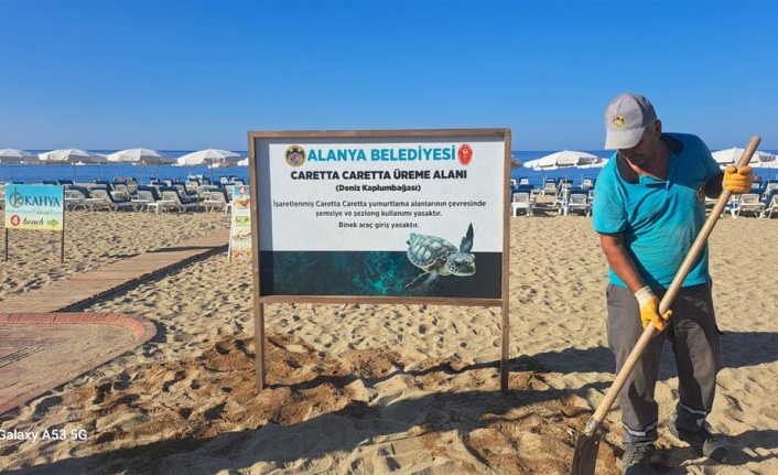 Alanya'da caretta carettaların yumurtlama alanları işaretlendi