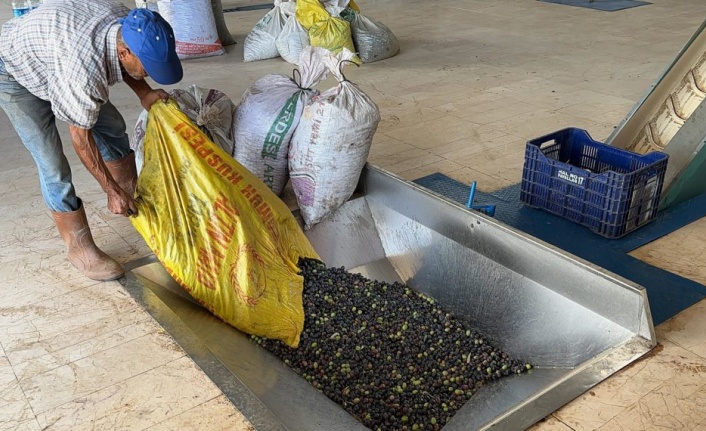 Alanya'da zeytinyağı üretiminde zorlu yıl başladı