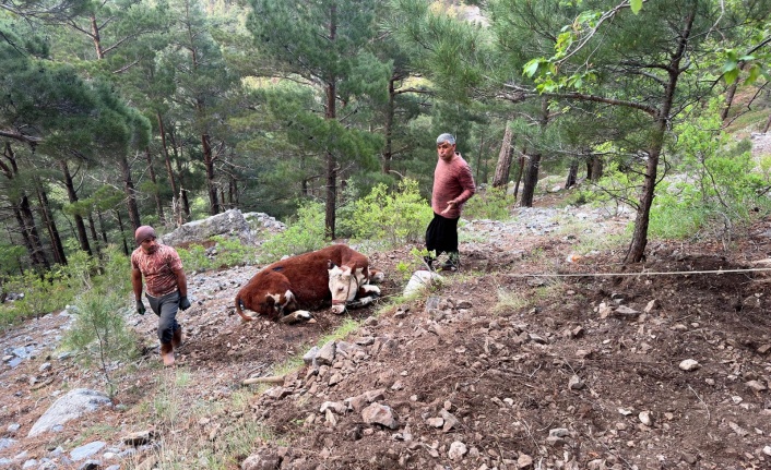 Alanya’da uçuruma yuvarlanan dana kurtarıldı