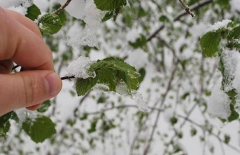 Alanya'da zirai don ve karla karışık yağmur uyarısı