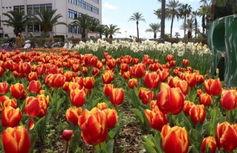 Alanya’da baharın müjdecisi laleler yine anılardaki yerini aldı