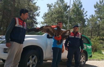 Alanya'da uçamayan kartala yardım eli