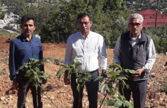 Alanya Ziraat Odası’ndan örnek bahçe atağı