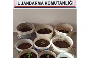 Alanya’da jandarmadan kenevir operasyonu