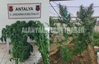 Alanya’da jandarmadan seraya kenevir baskını