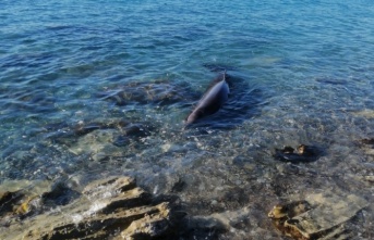 Alanya’da kıyıya vuran yunus, ekipler tarafından kurtarıldı