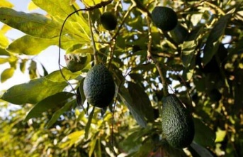 Alanya’da bir bahçeden 900 adet avokado çalındı