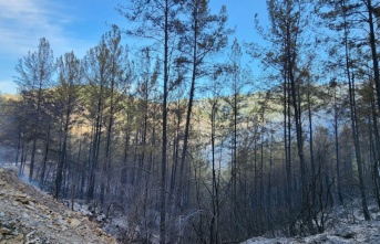 Alanya'da yanan alan 230 hektara çıktı! ‘Kadro’ bölgeye getirildi
