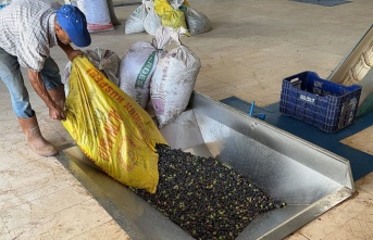 Alanya'da zeytinyağı üretiminde zorlu yıl başladı