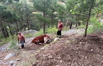 Alanya’da uçuruma yuvarlanan dana kurtarıldı