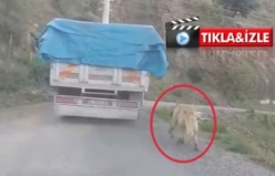 Gazipaşa’da köpeği kamyonun arkasına bağlayıp koşturdu