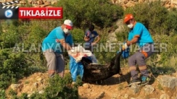 Alanya’da ormanlık alanda öldürülmüş 2 köpek bulundu