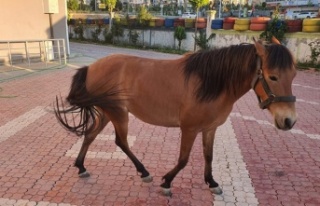 Alanya’da Alman turistin çalınan adı jandarma...