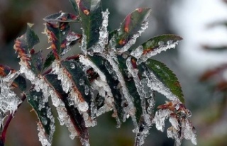 Meteoroloji'den Alanya'ya don uyarısı!