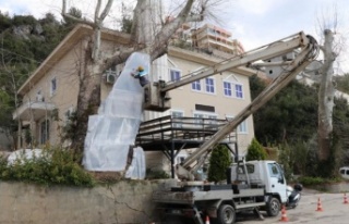 Alanya Belediyesi doğa mirası ağaçlara sahip çıkıyor