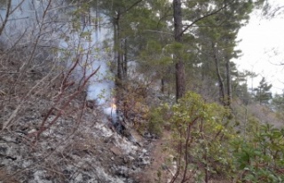 Alanya’da çalıları yakmak isteyen kadın yangın...