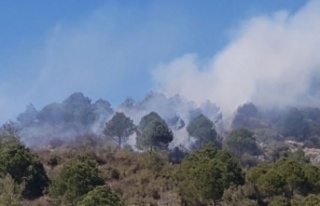 Alanya’da ormanlık alanda yangın