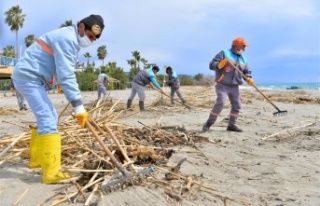 Alanya Belediyesi sahile vuran atıkları temizliyor