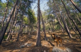 ‘Senin Gözünden Orman Fotoğraf Yarışması’nın...