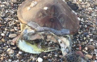 Alanya’da yine caretta caretta ölüsü bulundu