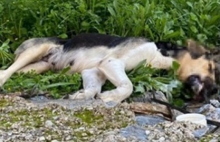 Alanya’da köpekleri zehirleyip öldürdüler