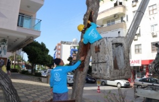 Alanya Belediyesi ağaç bakımlarına devam ediyor