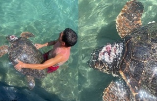 Alanya’da deniz kıyısında yaralı bulunan caretta...