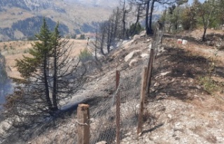 Alanya'da ağaçlık alanda çıkan yangın söndürüldü